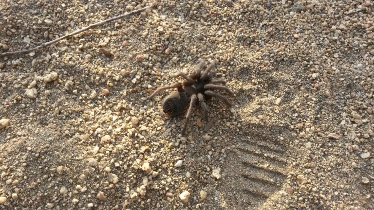 Animal Attacks On Hikers: What to Know